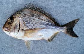 porgy