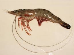 prawn