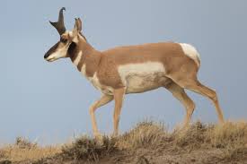 pronghorn