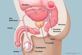 prostate