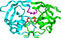 protease