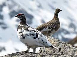 ptarmigan