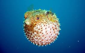 puffer