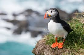 puffin