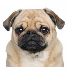 pug