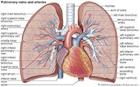 pulmonary