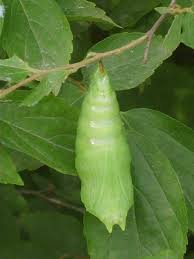 pupa