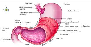 pylorus