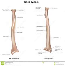 radius