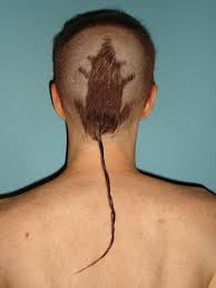 rat-tail