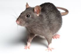 rat