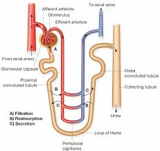 re-absorption