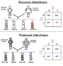 recessive