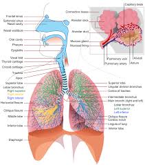 respiratory