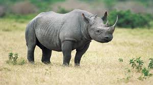 rhino