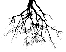 root