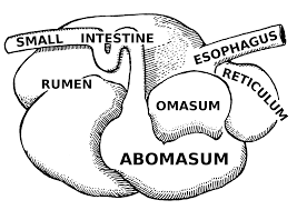 ruminant