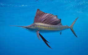 sailfish