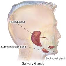 salivary