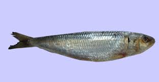 sardine