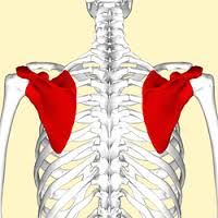 scapula