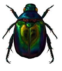 scarab