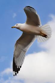 seagull