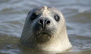 seal