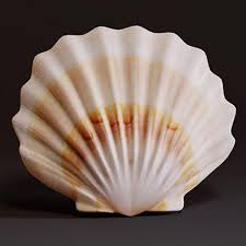 seashell