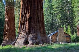 sequoia