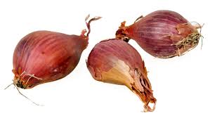 shallot