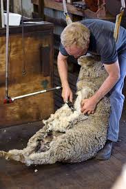 shearing