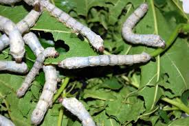 silkworm