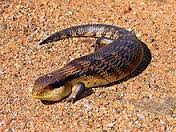 skink