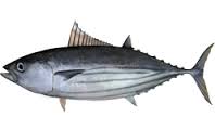 skipjack