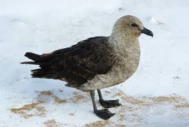 skua