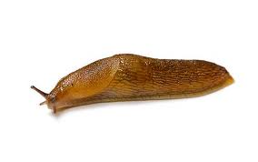 slug