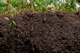 soil