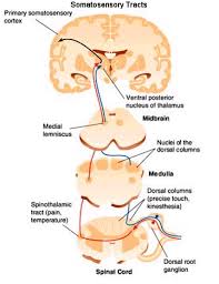 somatosensory