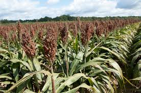 sorghum