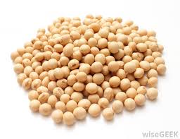 soybean