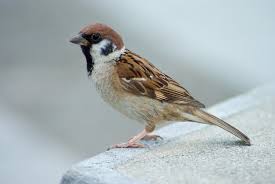 sparrow