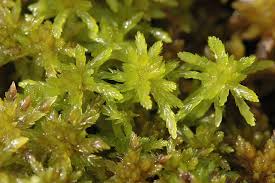 sphagnum