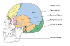 sphenoid