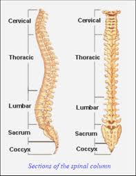 spinal