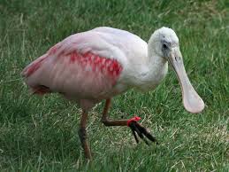 spoonbill