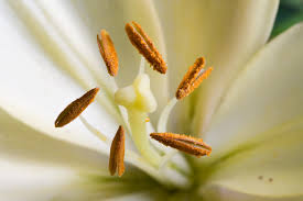 stamen