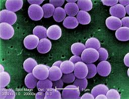 staphylococcus