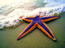 starfish