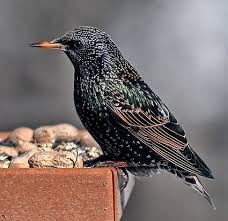 starling